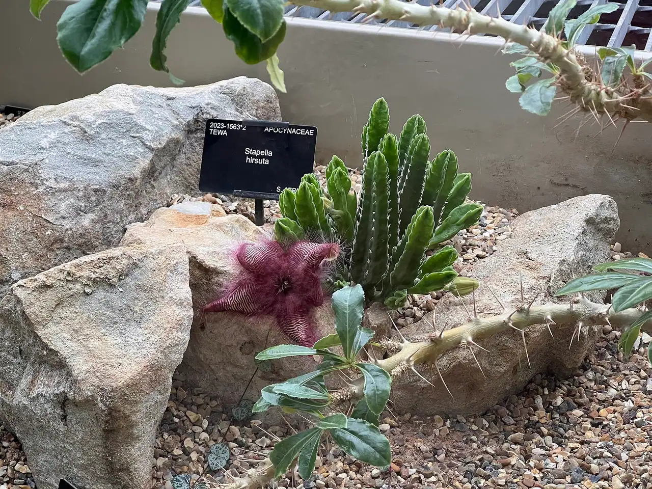 Carrion Plant