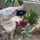 Carrion Plant