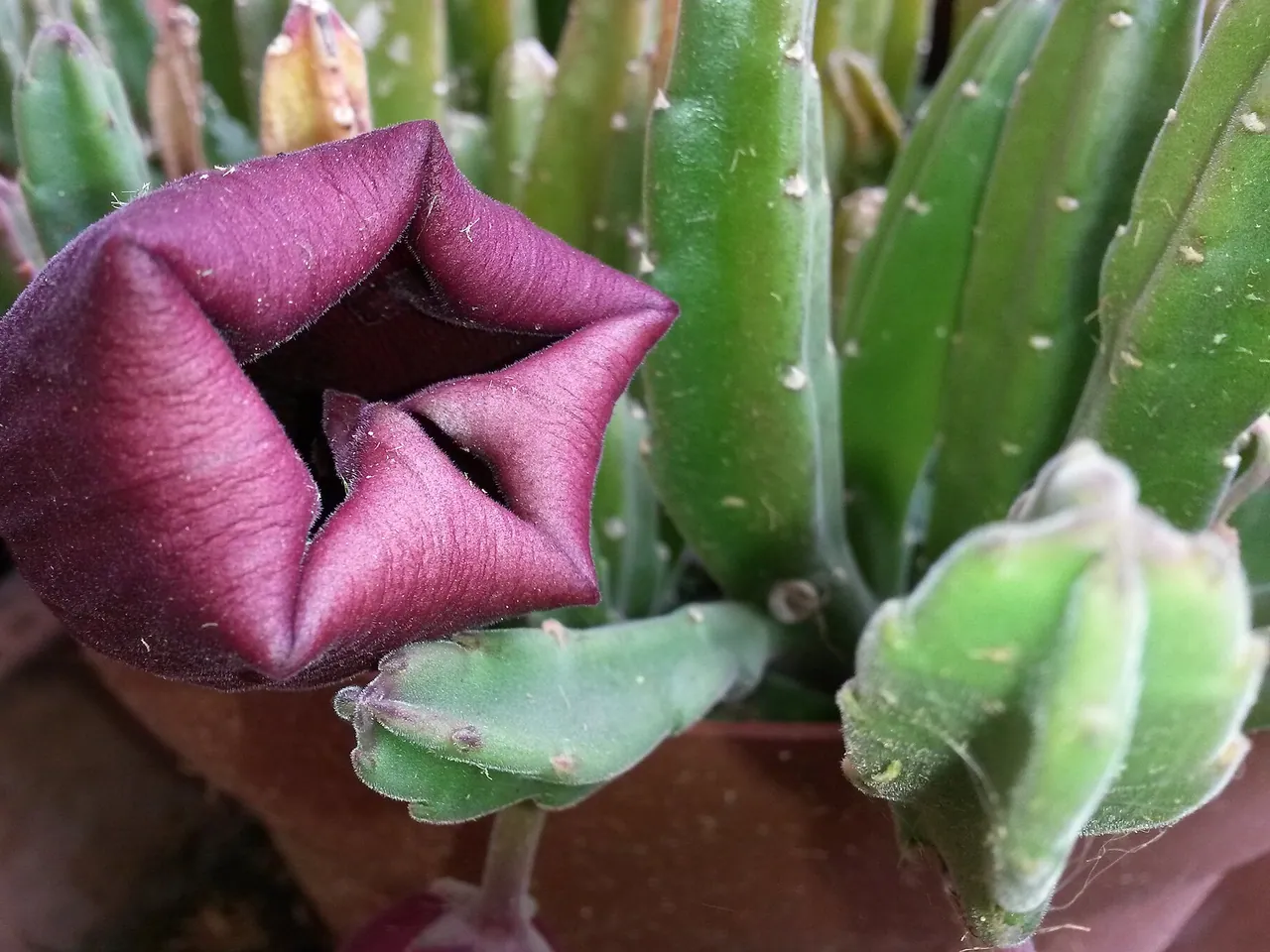 Stapelia leendertziae