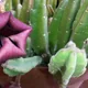 Stapelia leendertziae