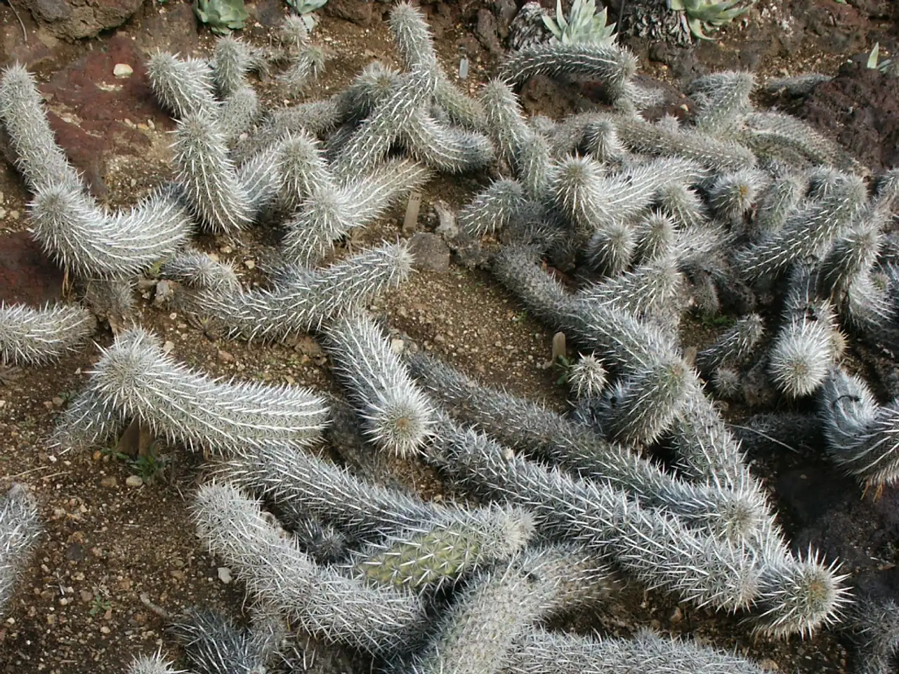 Stenocereus eruca