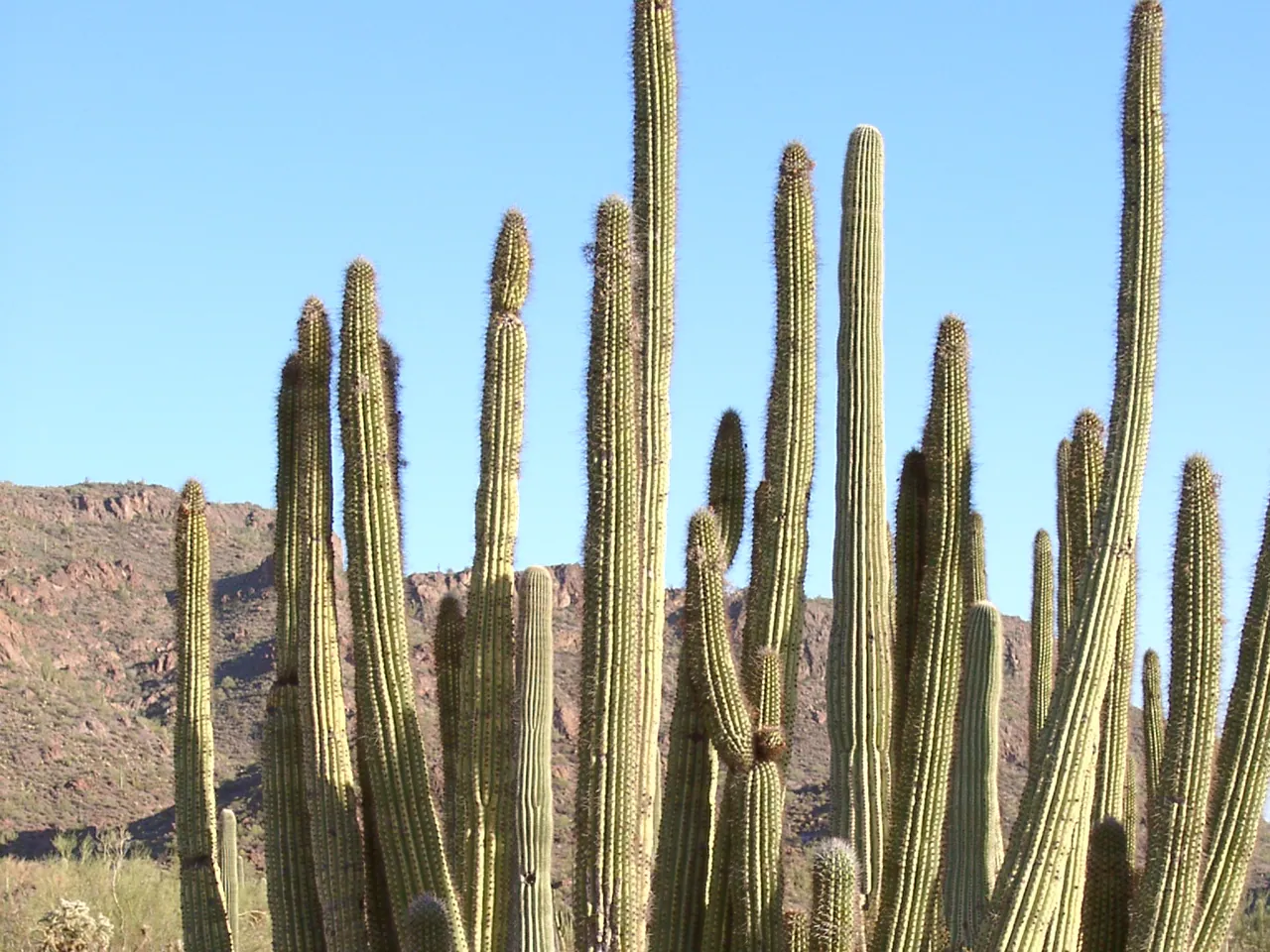 Stenocereus thurberi