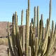 Stenocereus thurberi