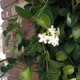 Stephanotis floribunda