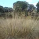 Celtica gigantea