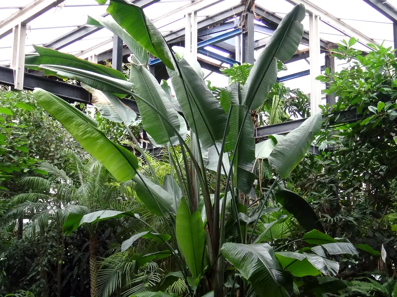 White-flowered wild banana