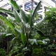 White-flowered wild banana