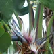 Giant white bird of paradise