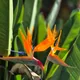 Bird of paradise