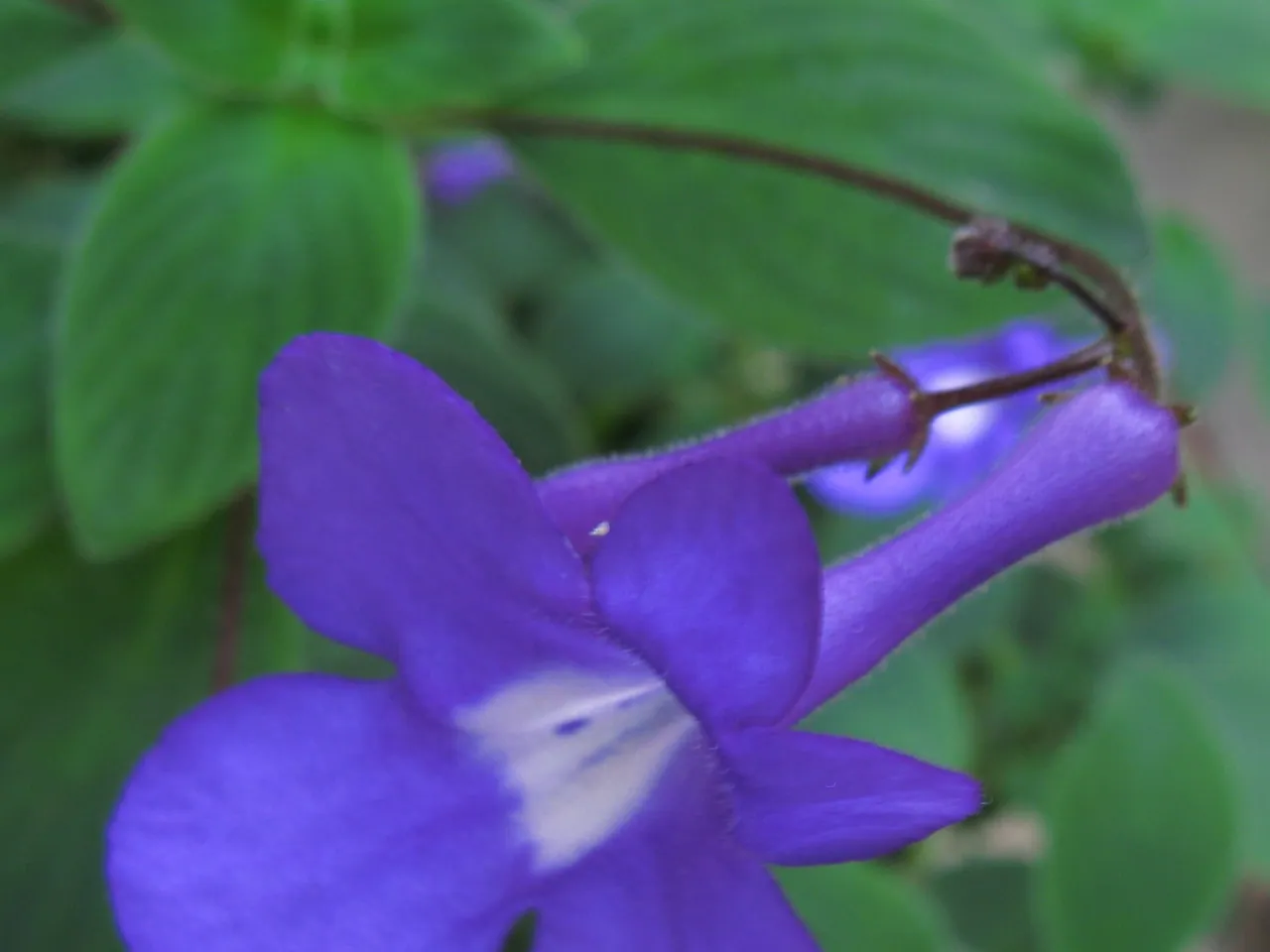 Streptocarpus caulescens