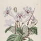 Streptocarpus rexii