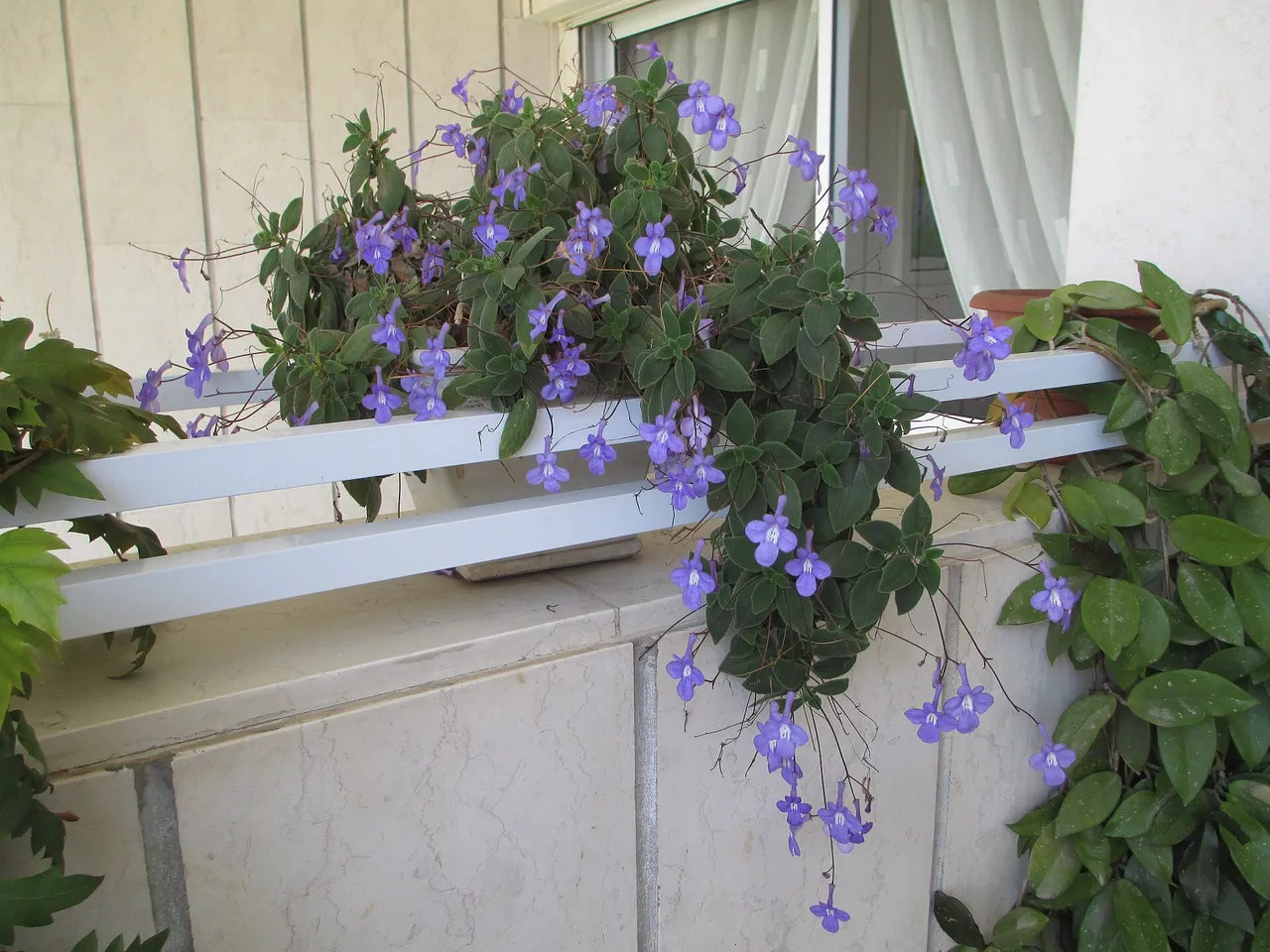 False African violet