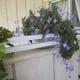 False African violet