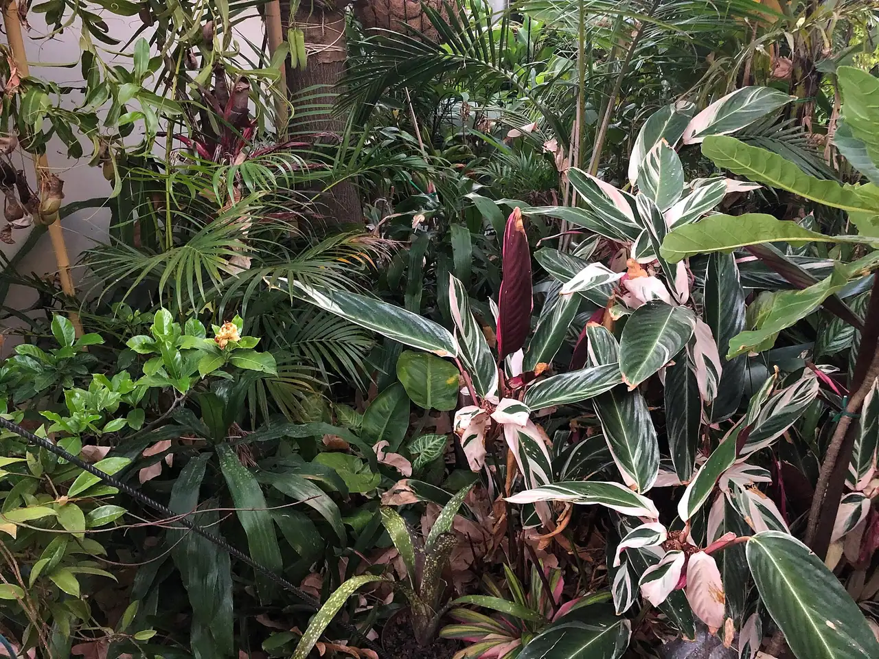 Stromanthe thalia