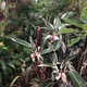 Stromanthe thalia