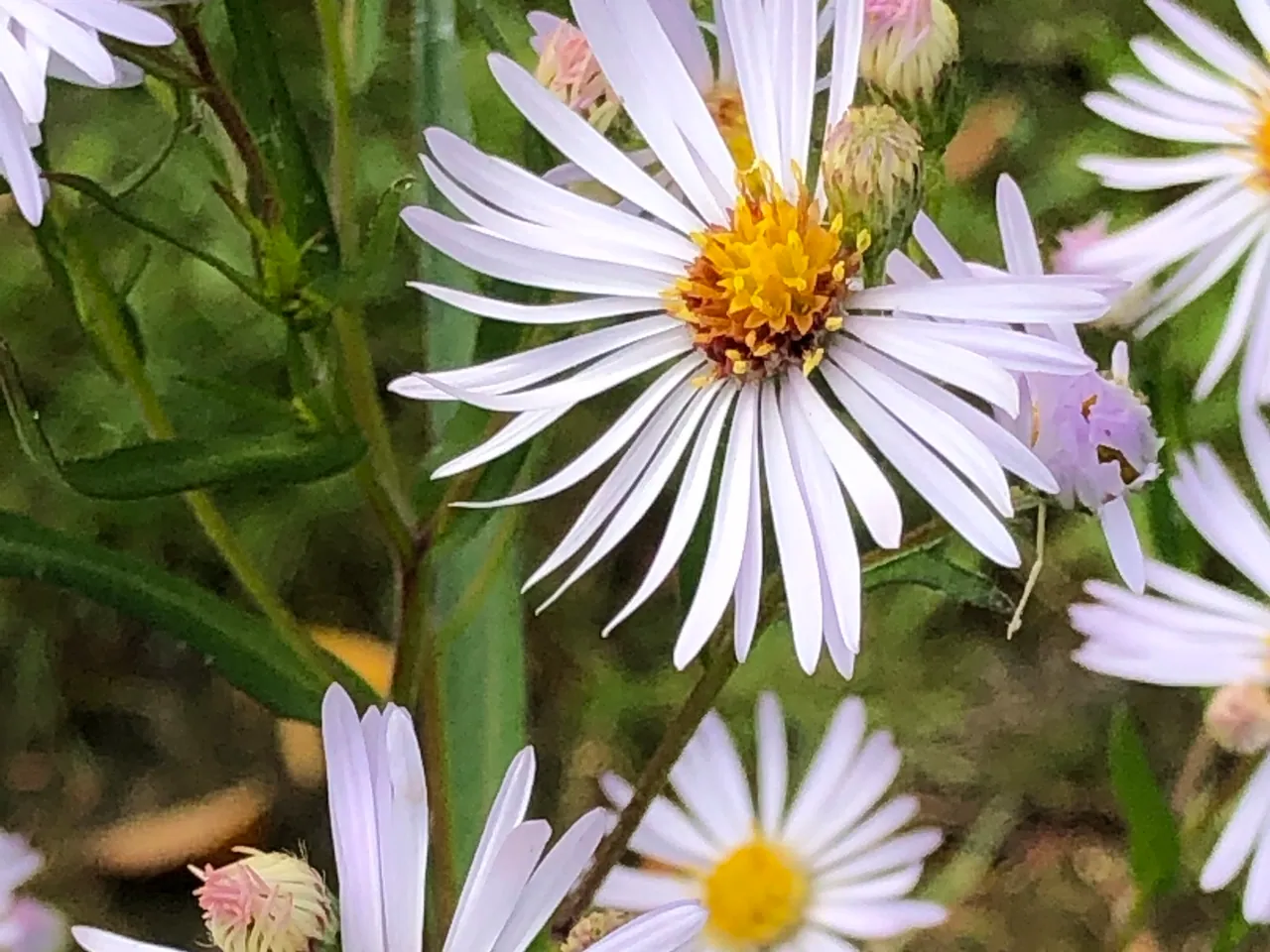 Panicled aster