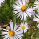 Panicled aster