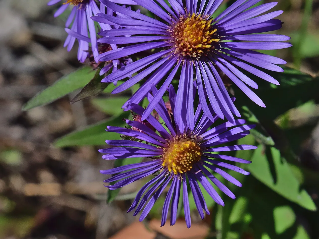 New England aster