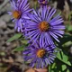 New England aster