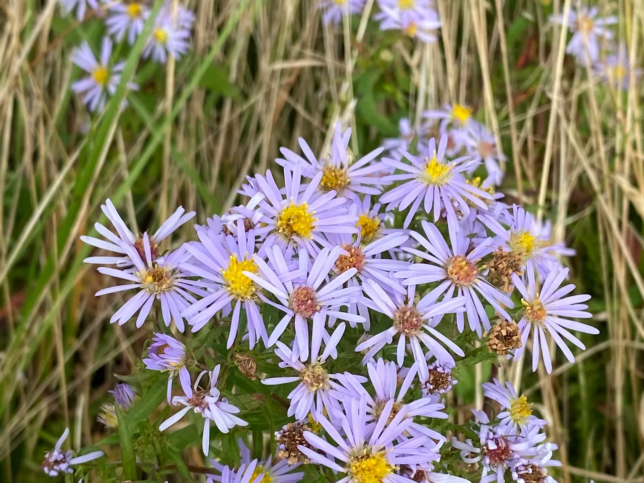 New York aster