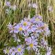 New York aster