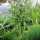 Comfrey