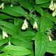 Tuberous comfrey