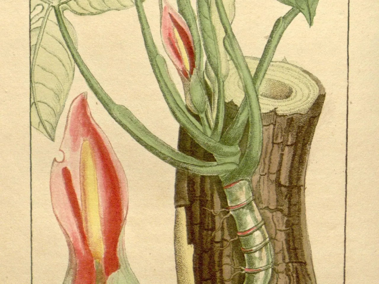 Syngonium auritum