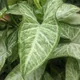 Arrowhead plant