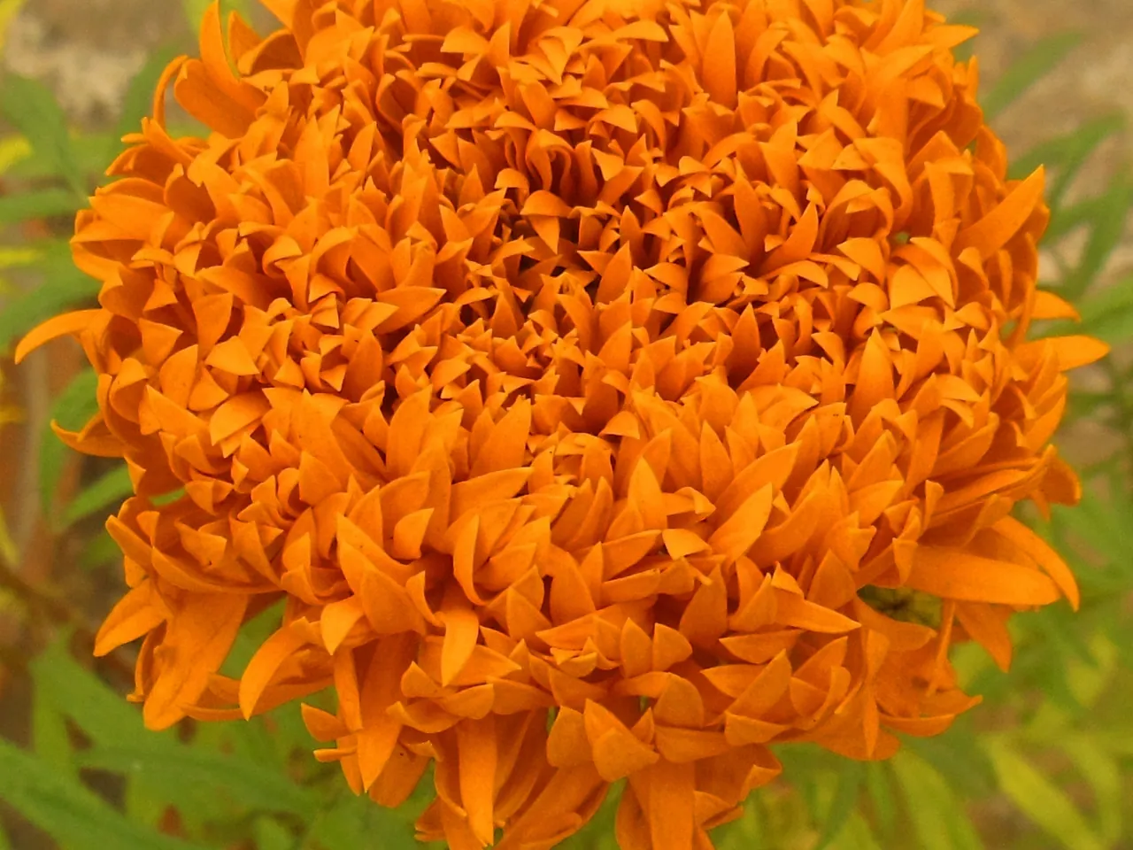 African marigold