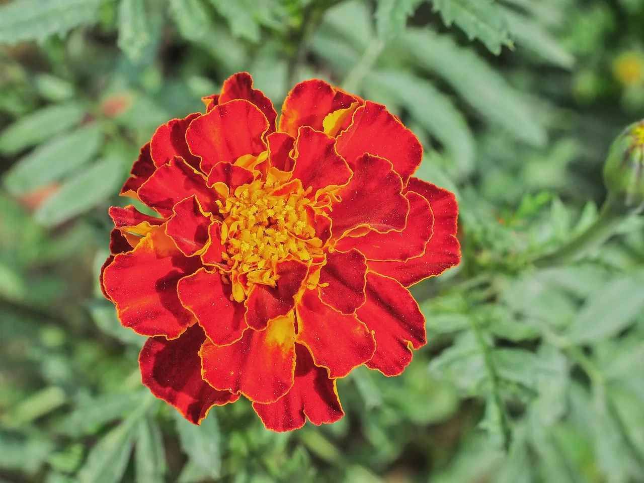 French marigold