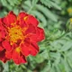 French marigold