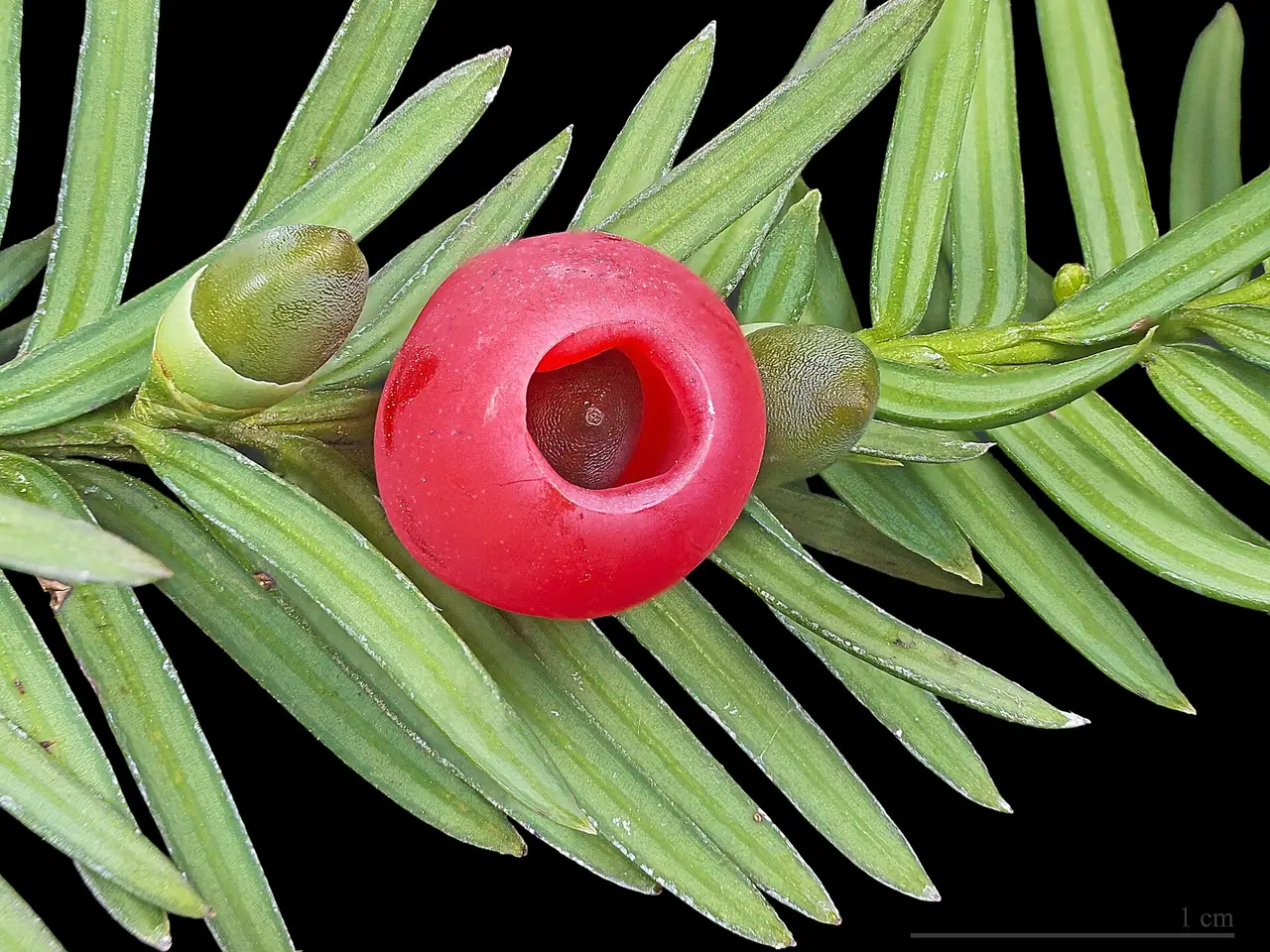 Yew