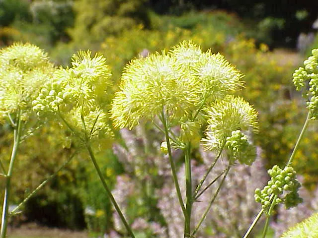 Common Meadow-rue