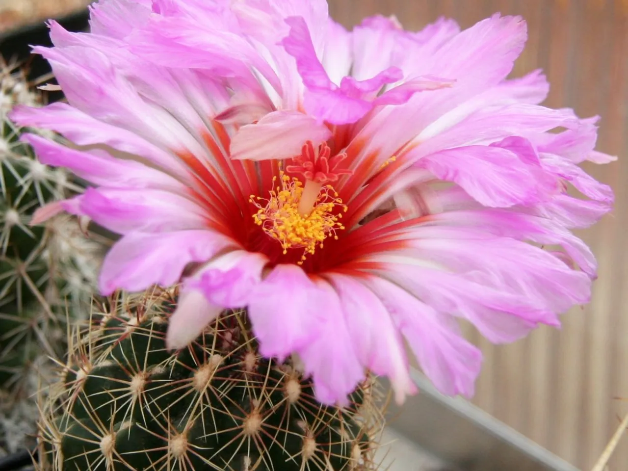 Thelocactus bicolor