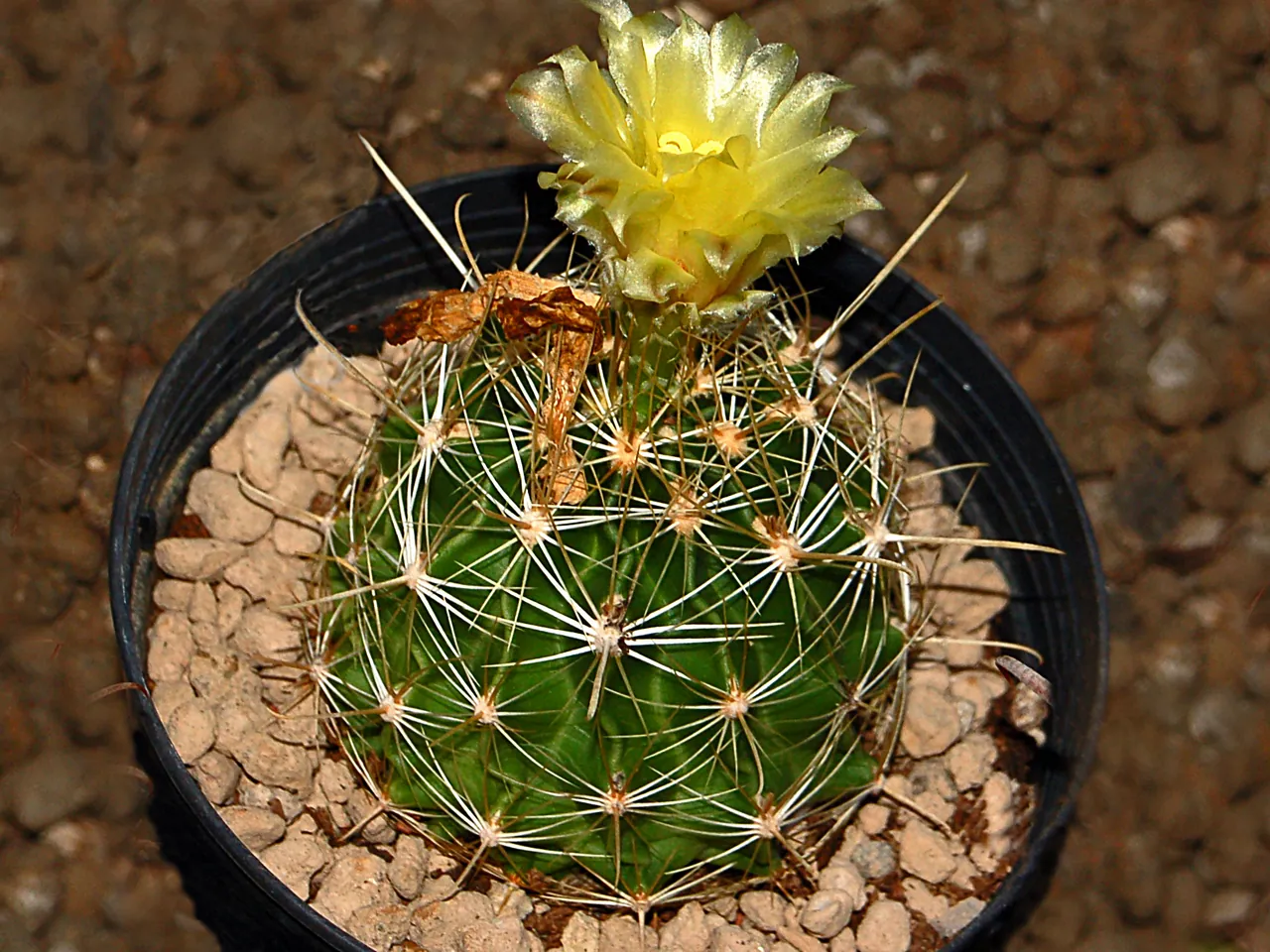 Thelocactus setispinus
