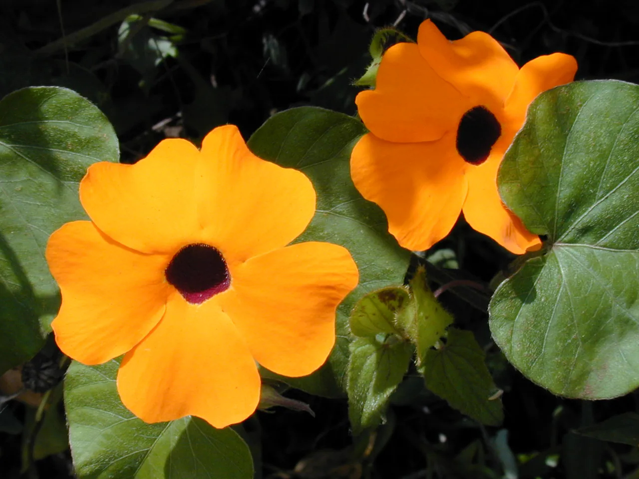 Black-eyed Susan vine