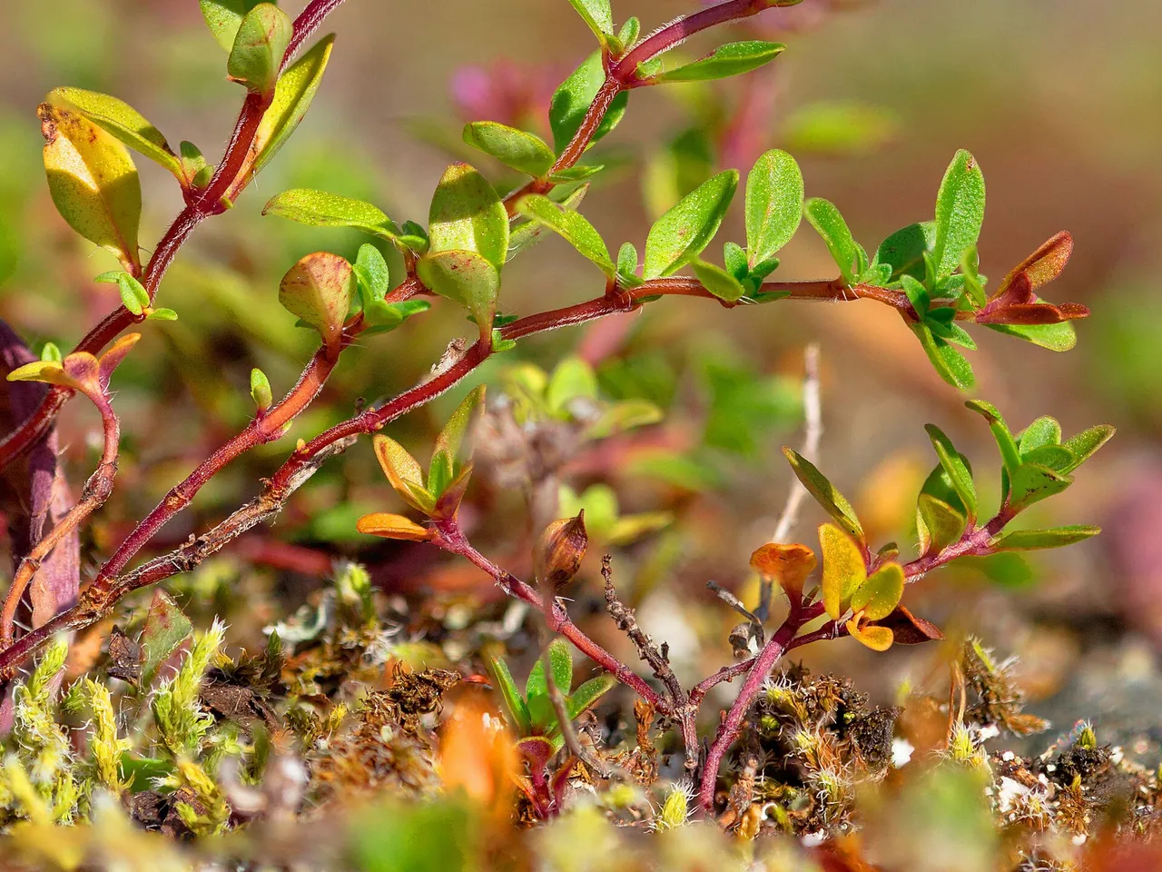 Broad-leaved thyme