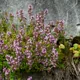 Thyme