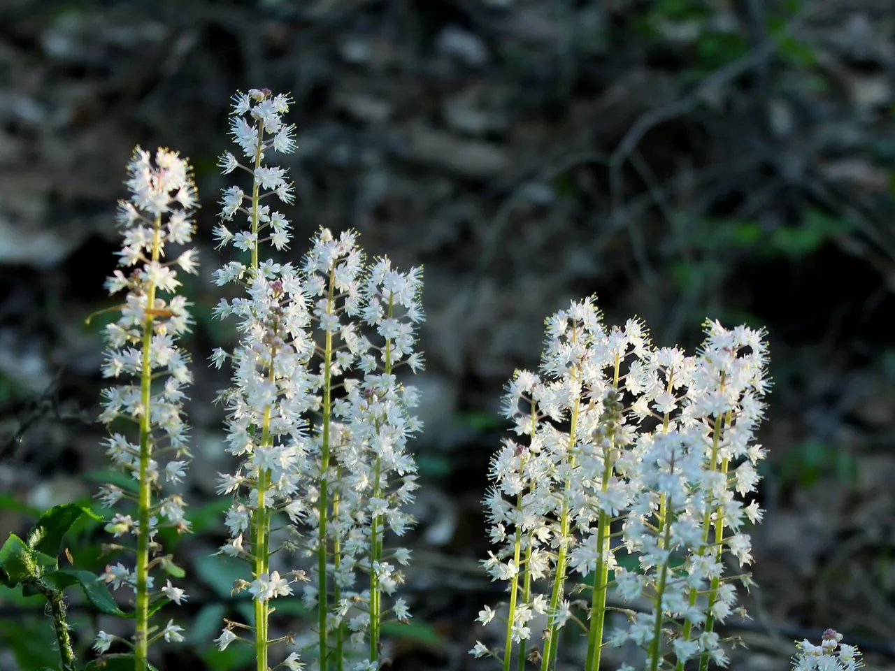 Heartleaved foamflower