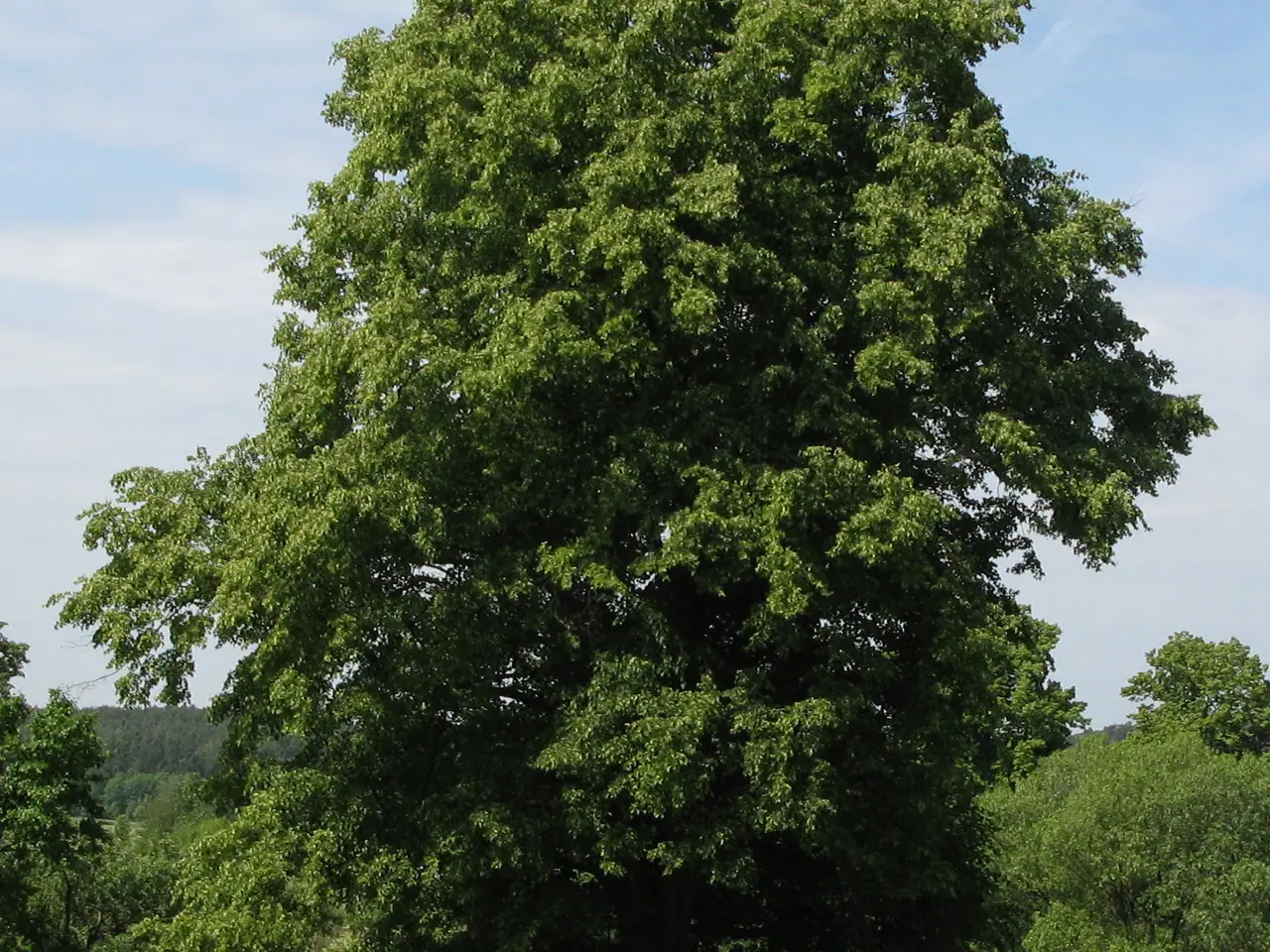 Small-leaved lime