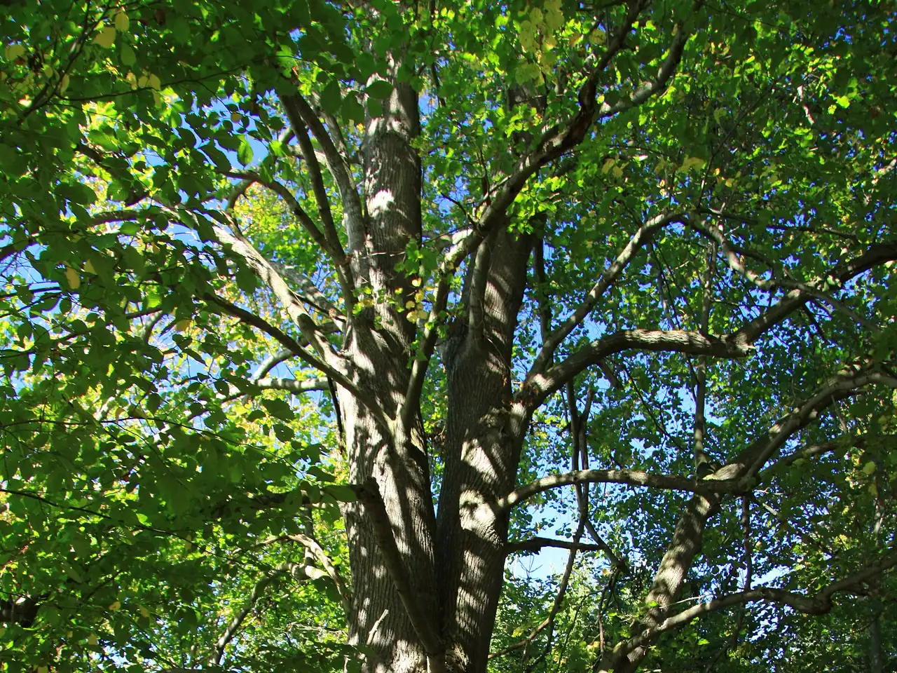 Largeleaf linden