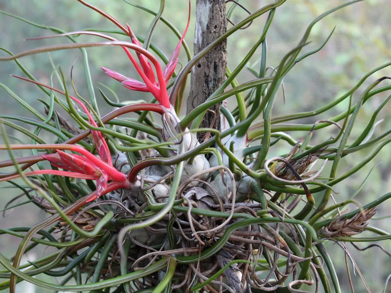 Tillandsia bulbosa