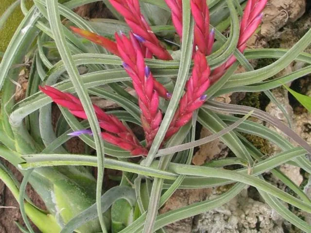 Tillandsia caput-medusae