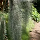Black moss