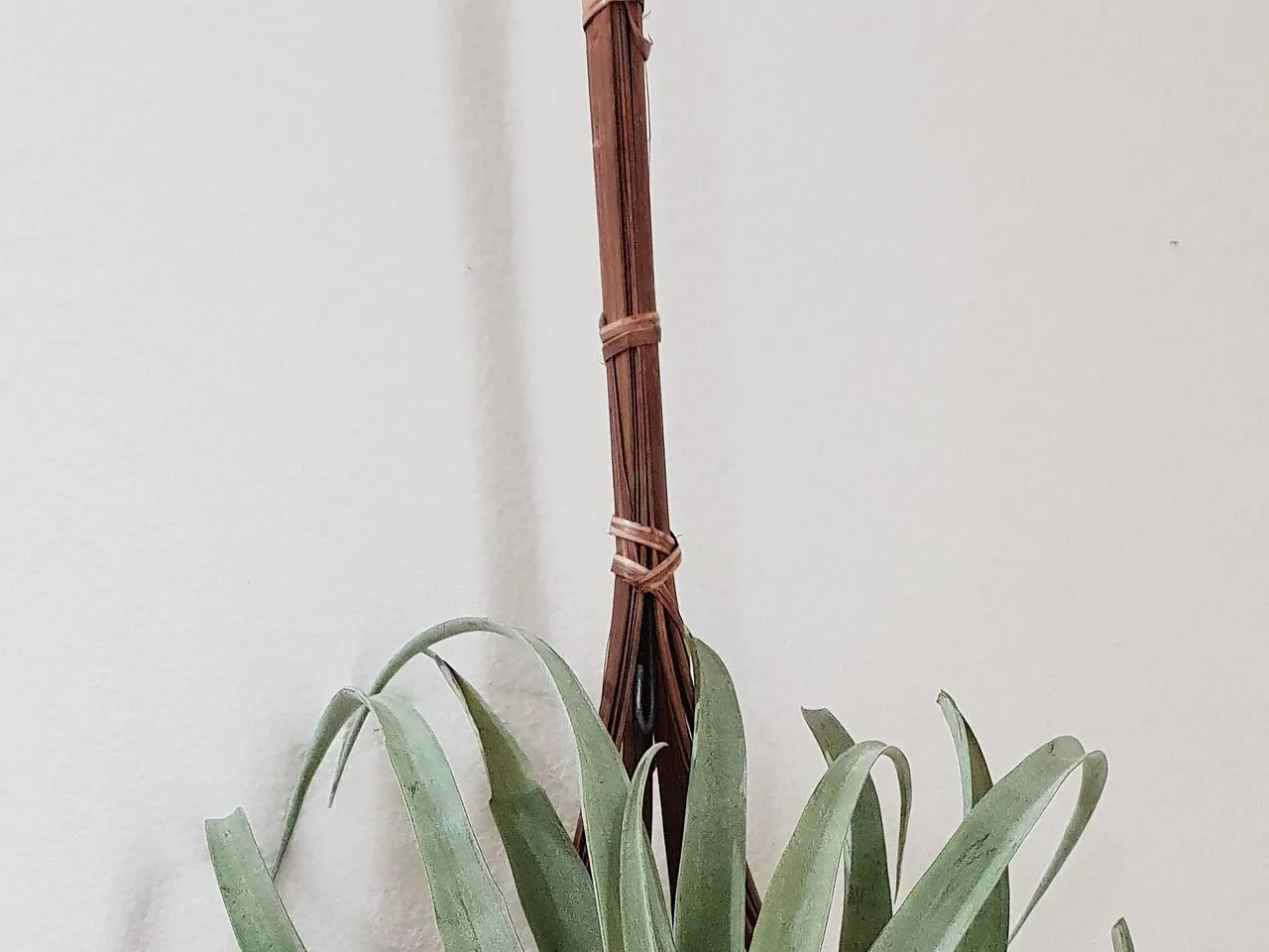 Tillandsia xerographica