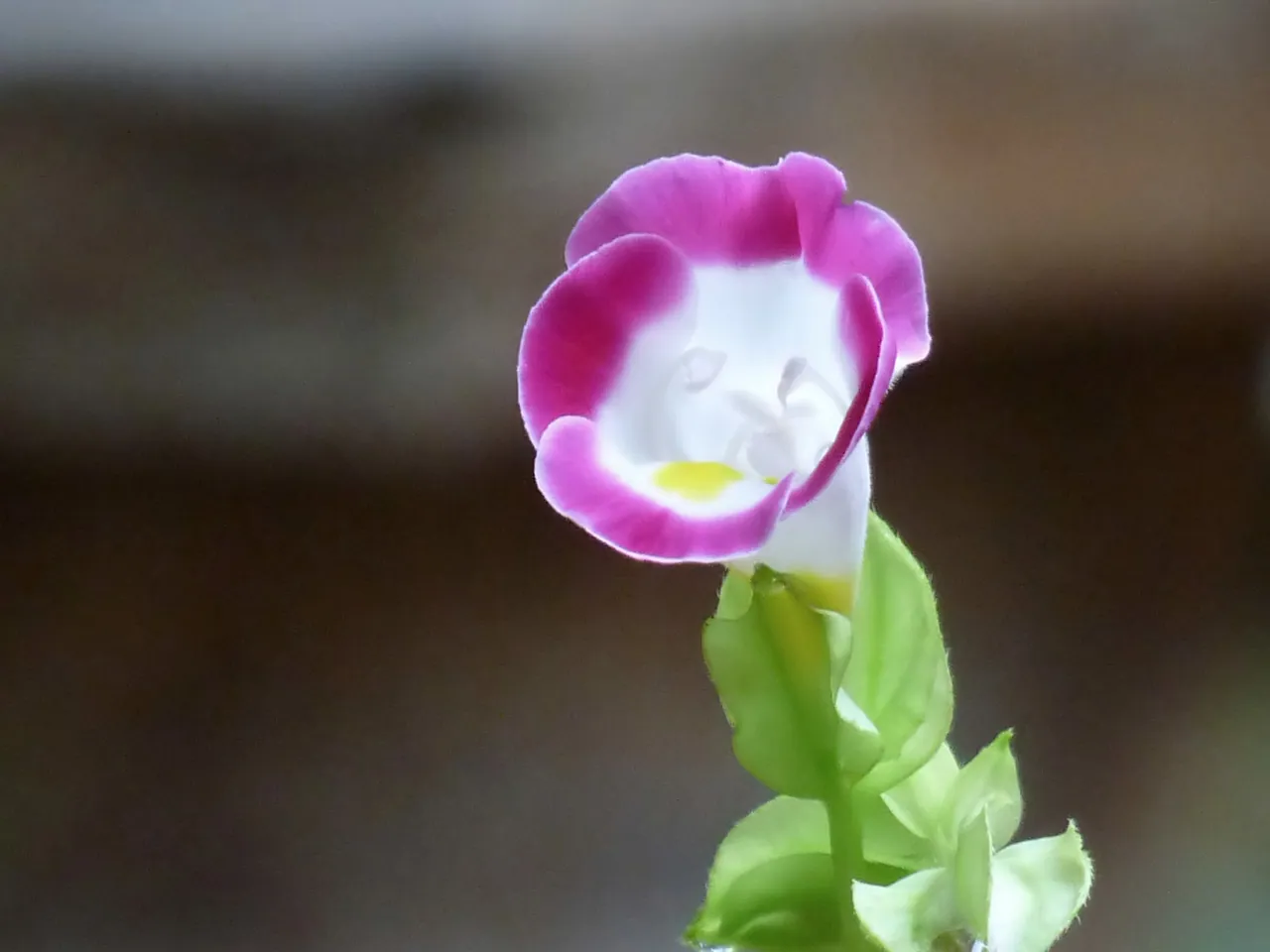 Torenia fournieri