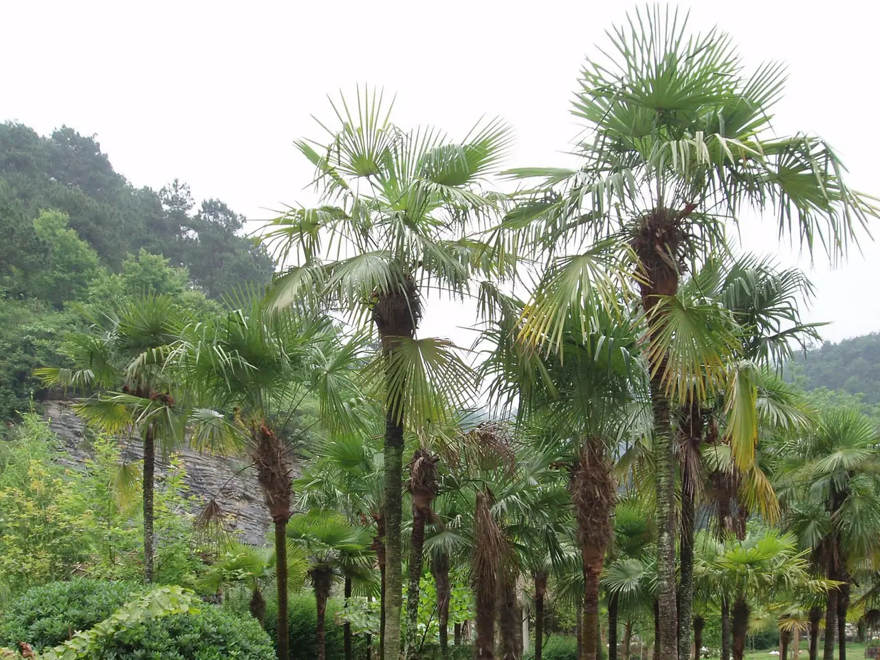 Chusan palm