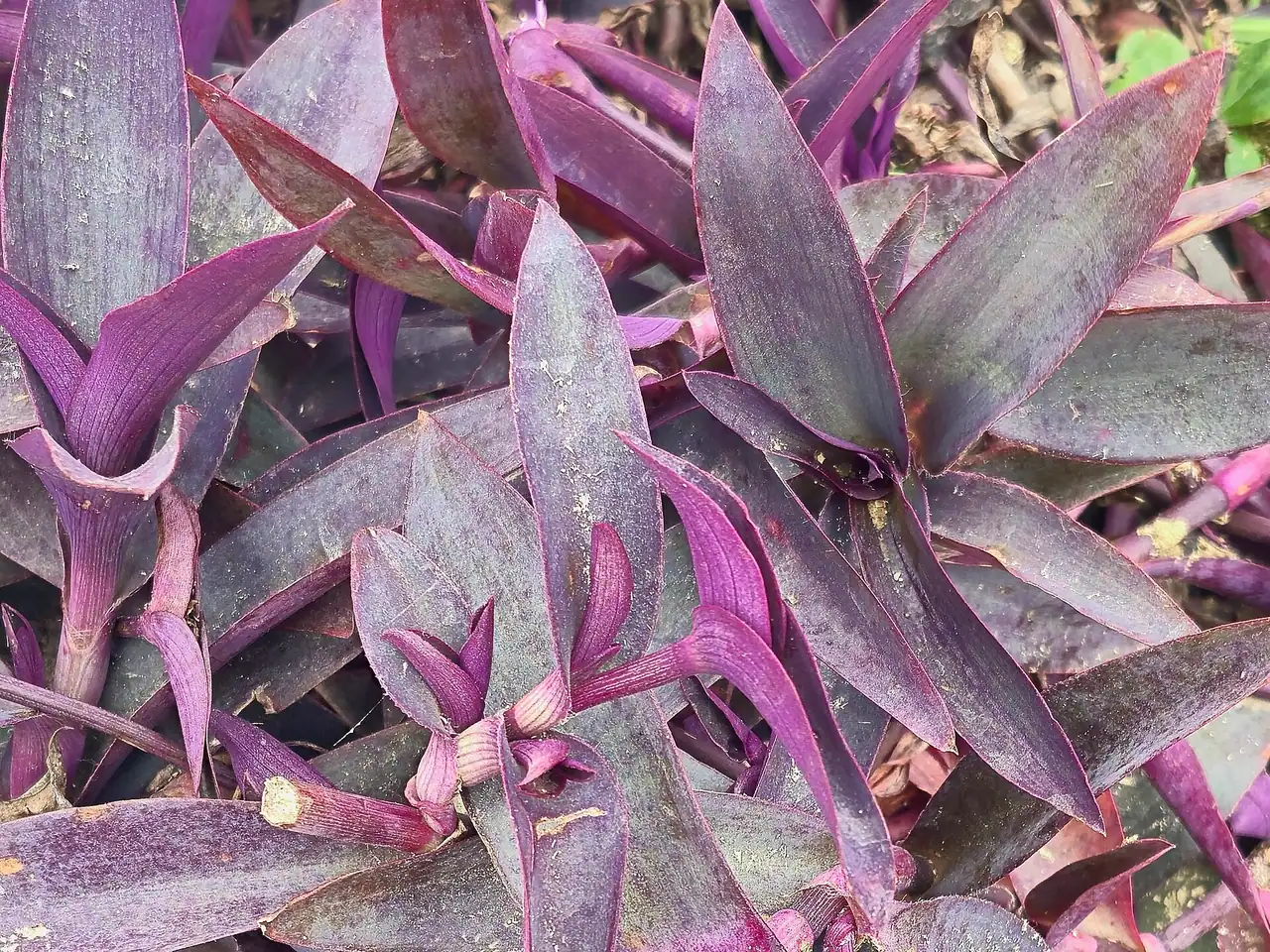 Purpleheart