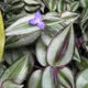 Inch plant